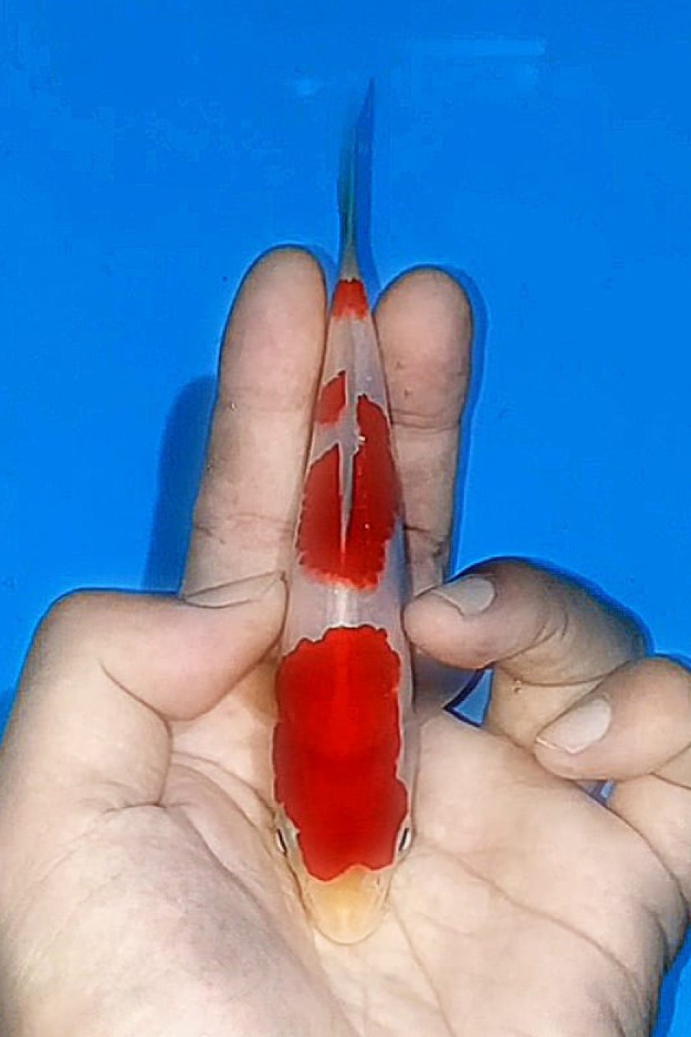 Best In Size A 13-15 Cm