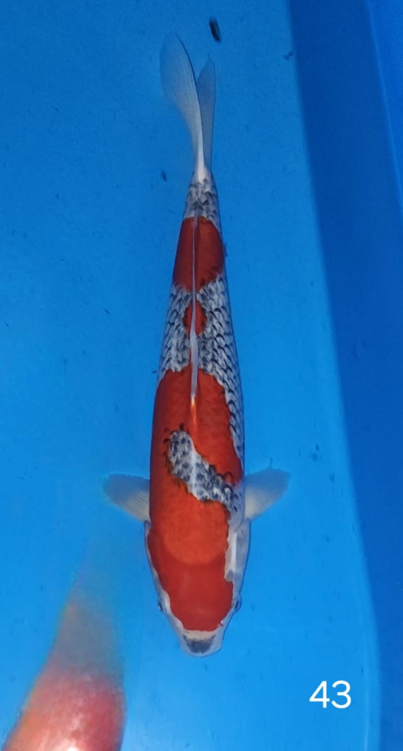 Juara 1