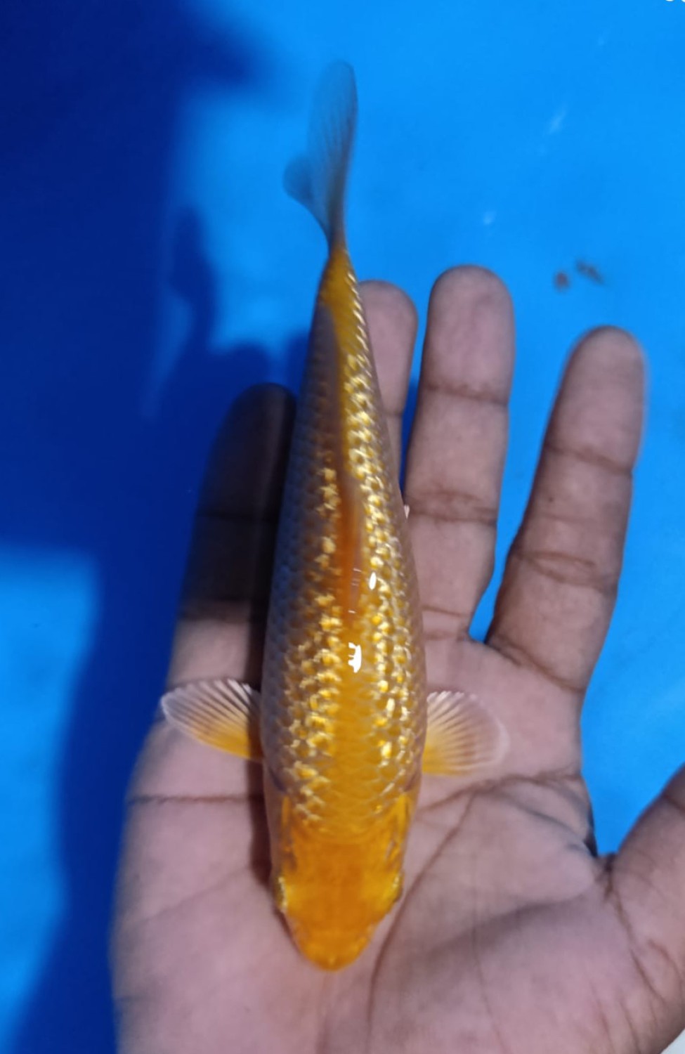 Juara 1