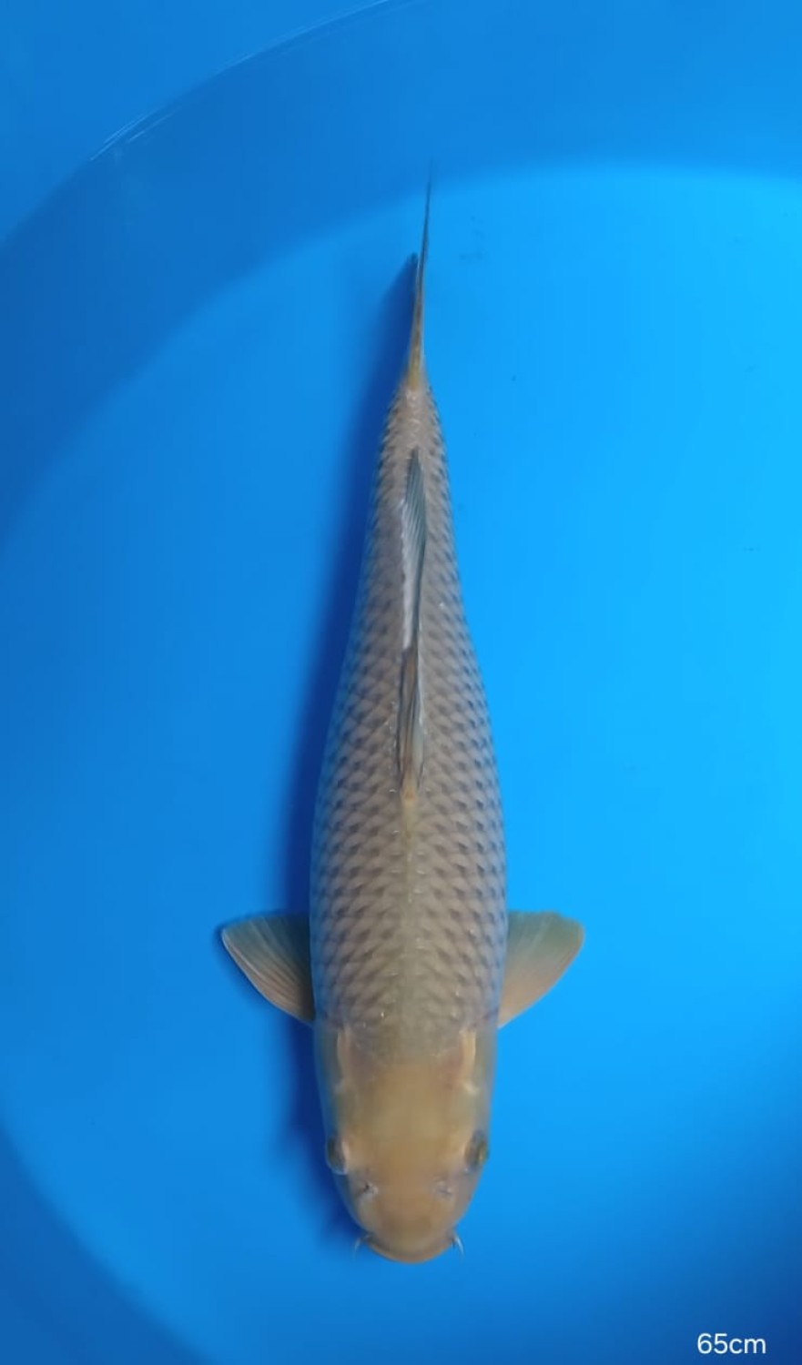 Juara 2