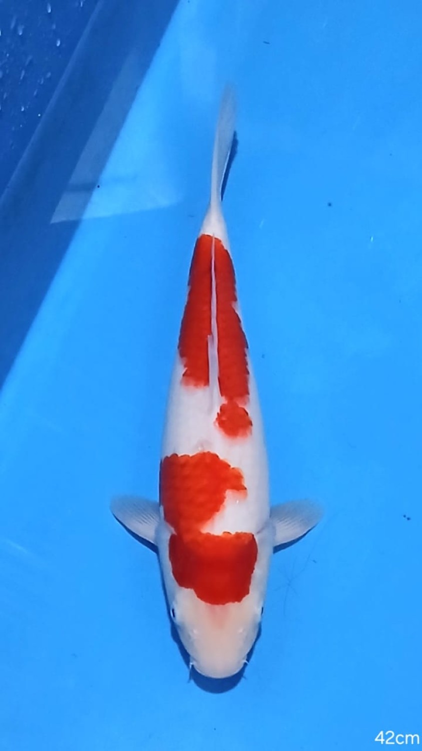 Juara 1