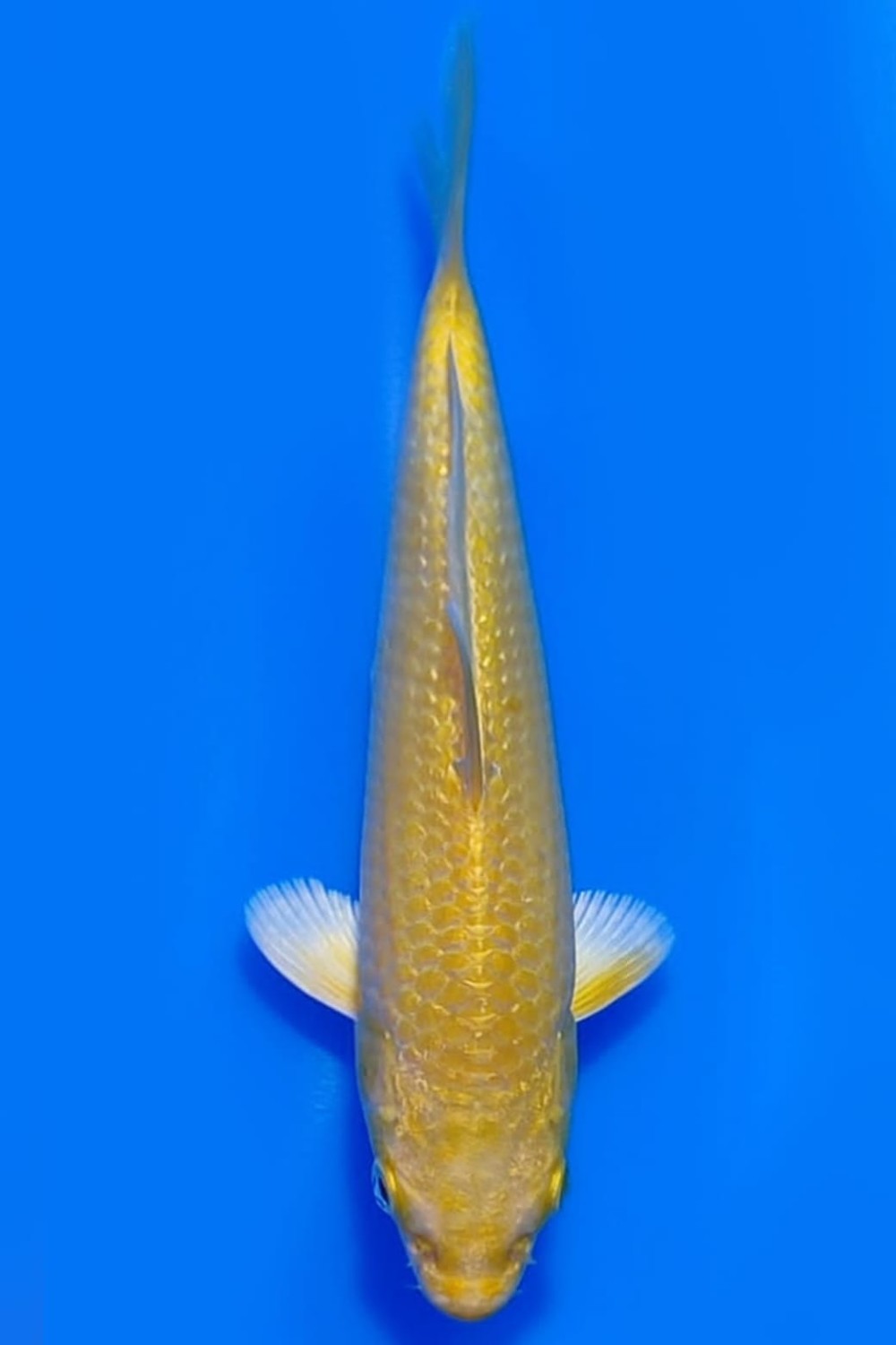 Juara 1