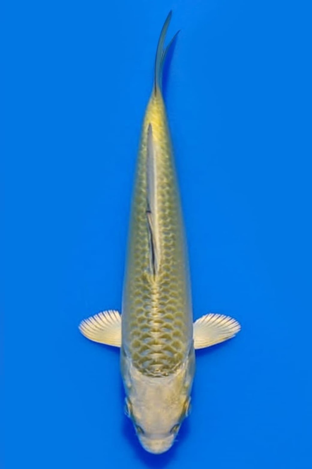 Best In Size E Up 12 cm