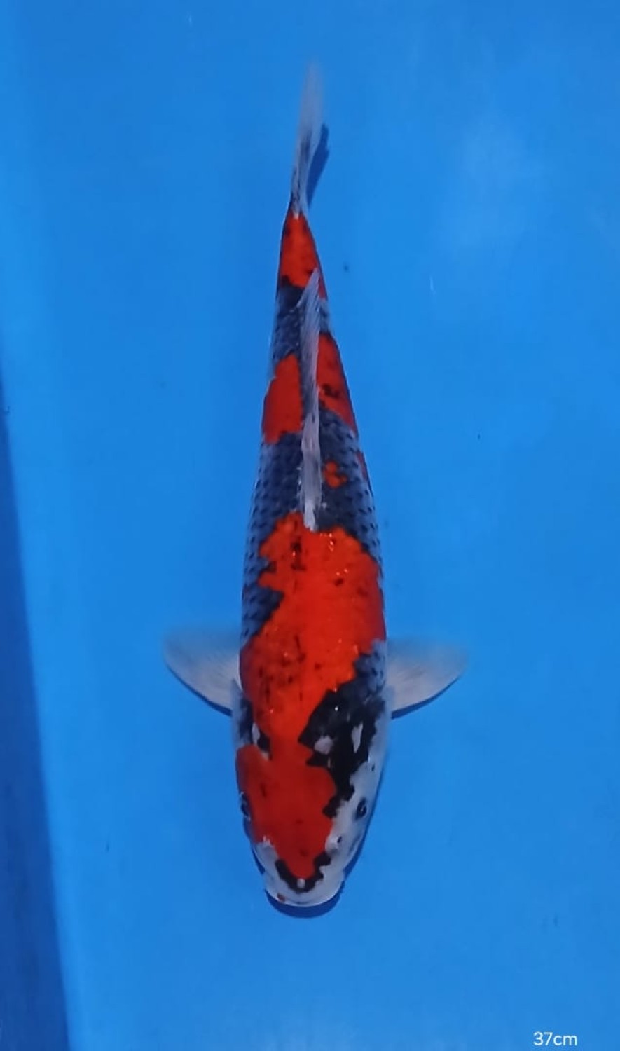 Juara 1
