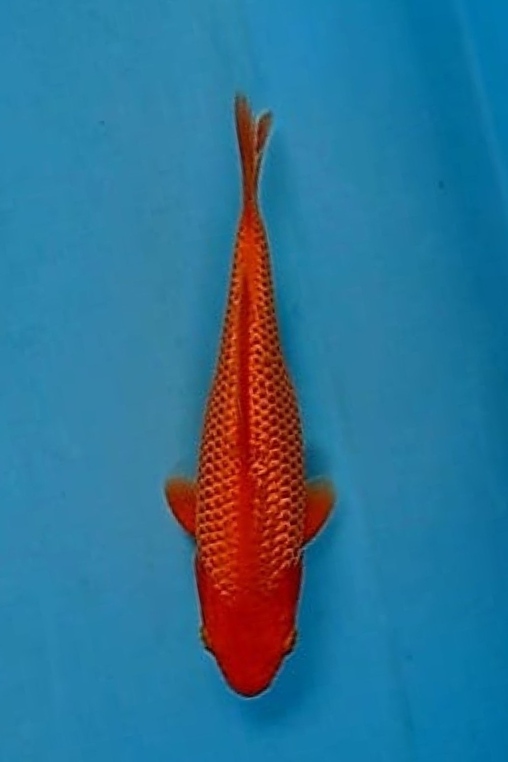 Best In Size E 26-30 Cm