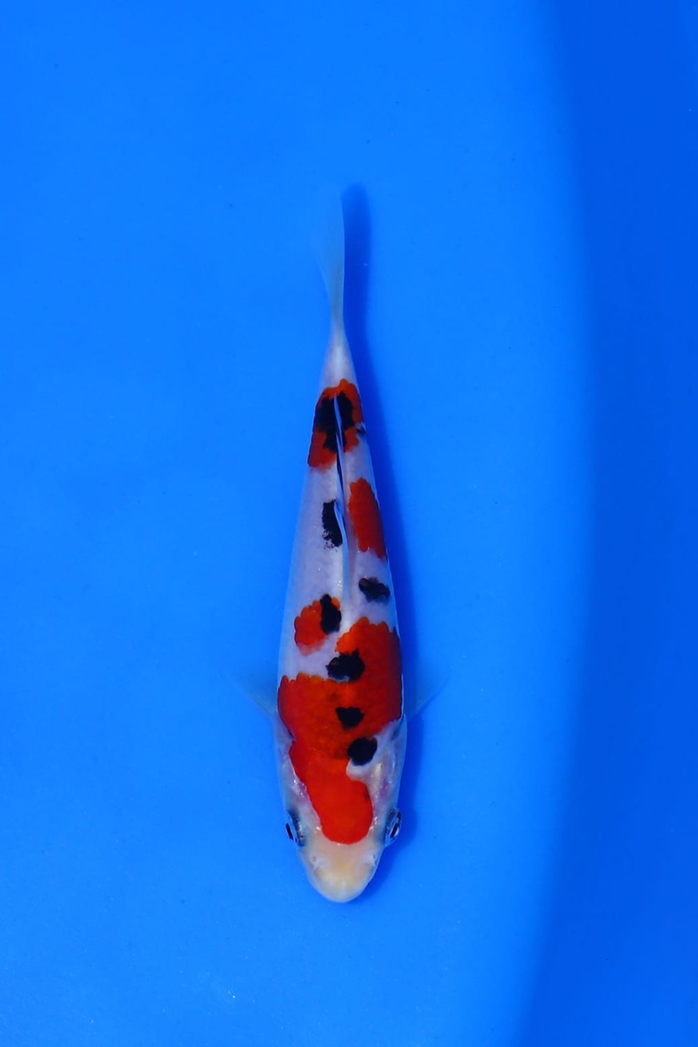 Best In Size A 21-25 Cm