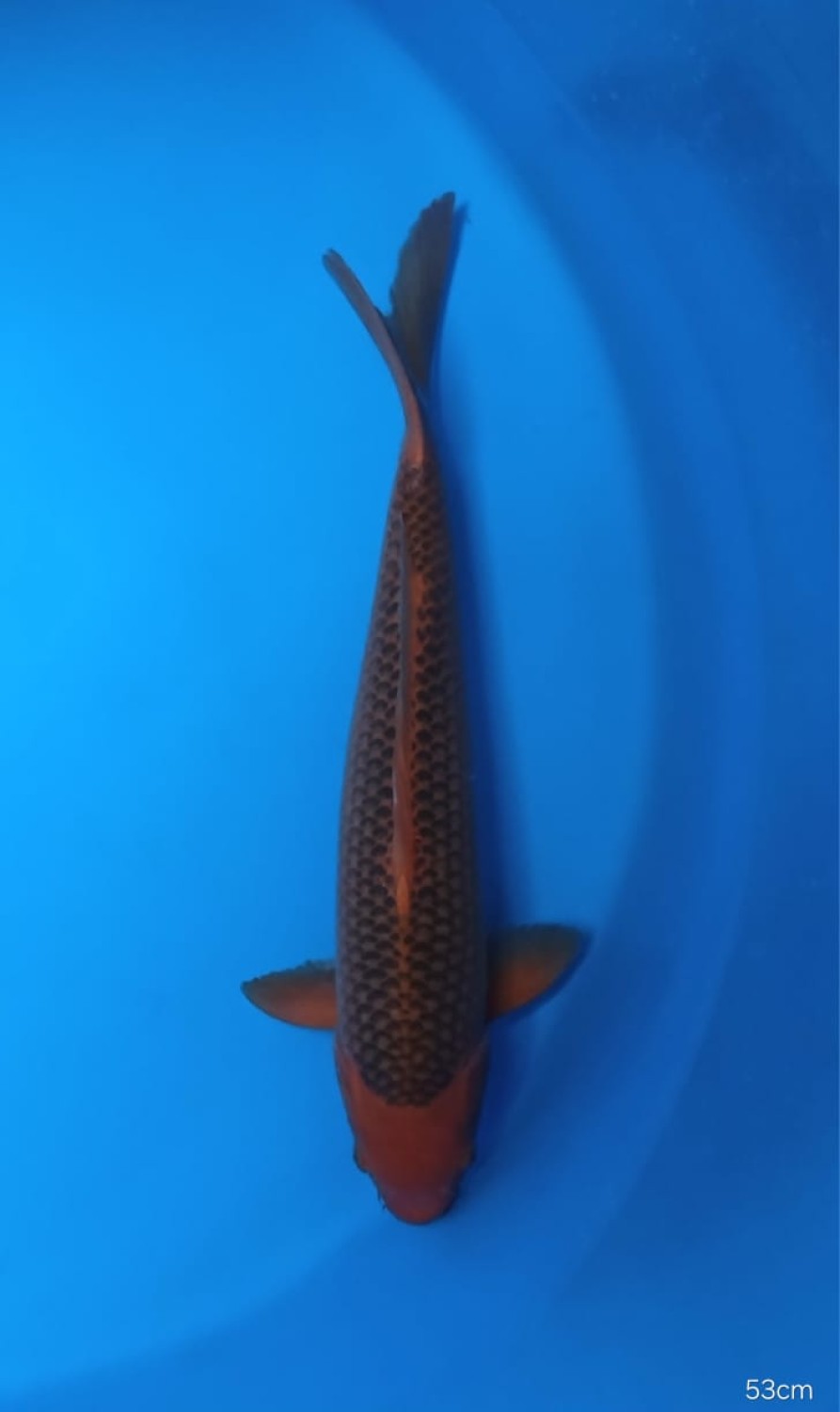 Juara 1