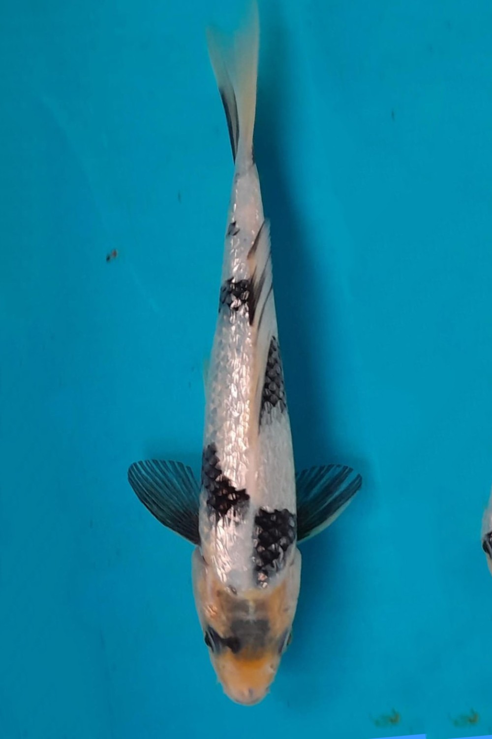 Juara 1