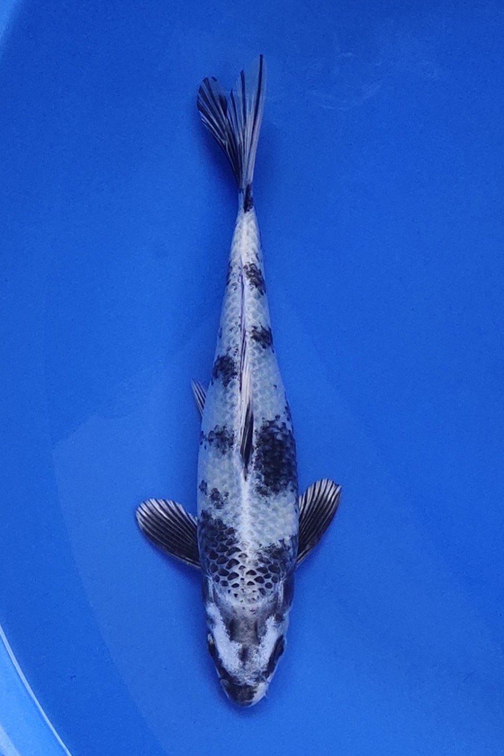 Juara 1