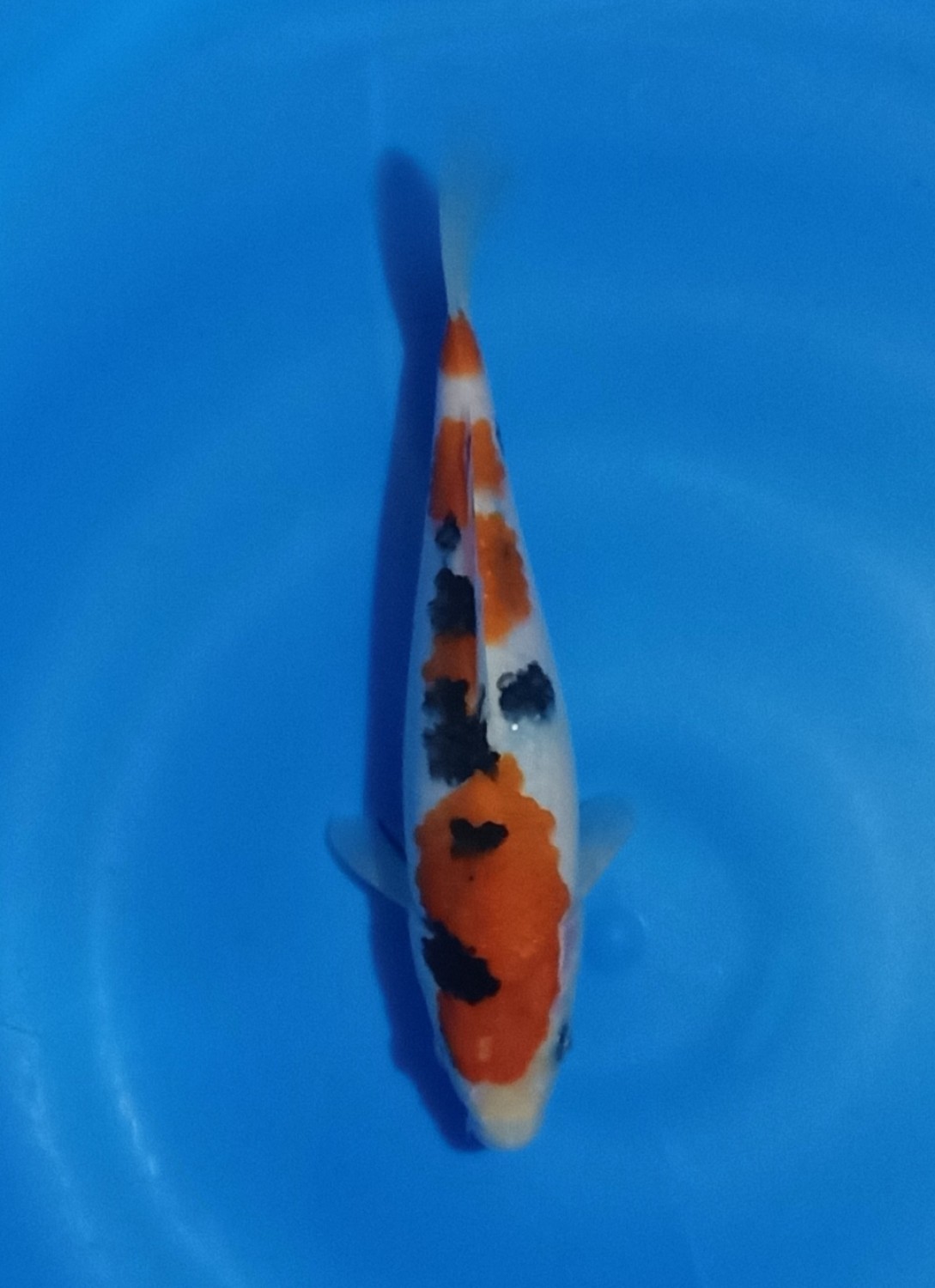 Juara 1