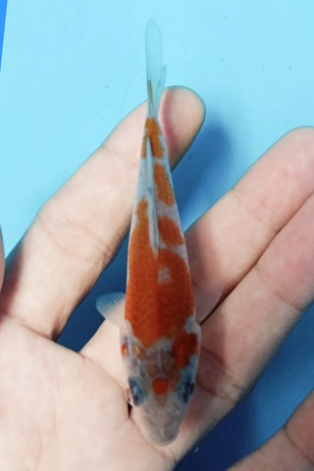 Juara 1