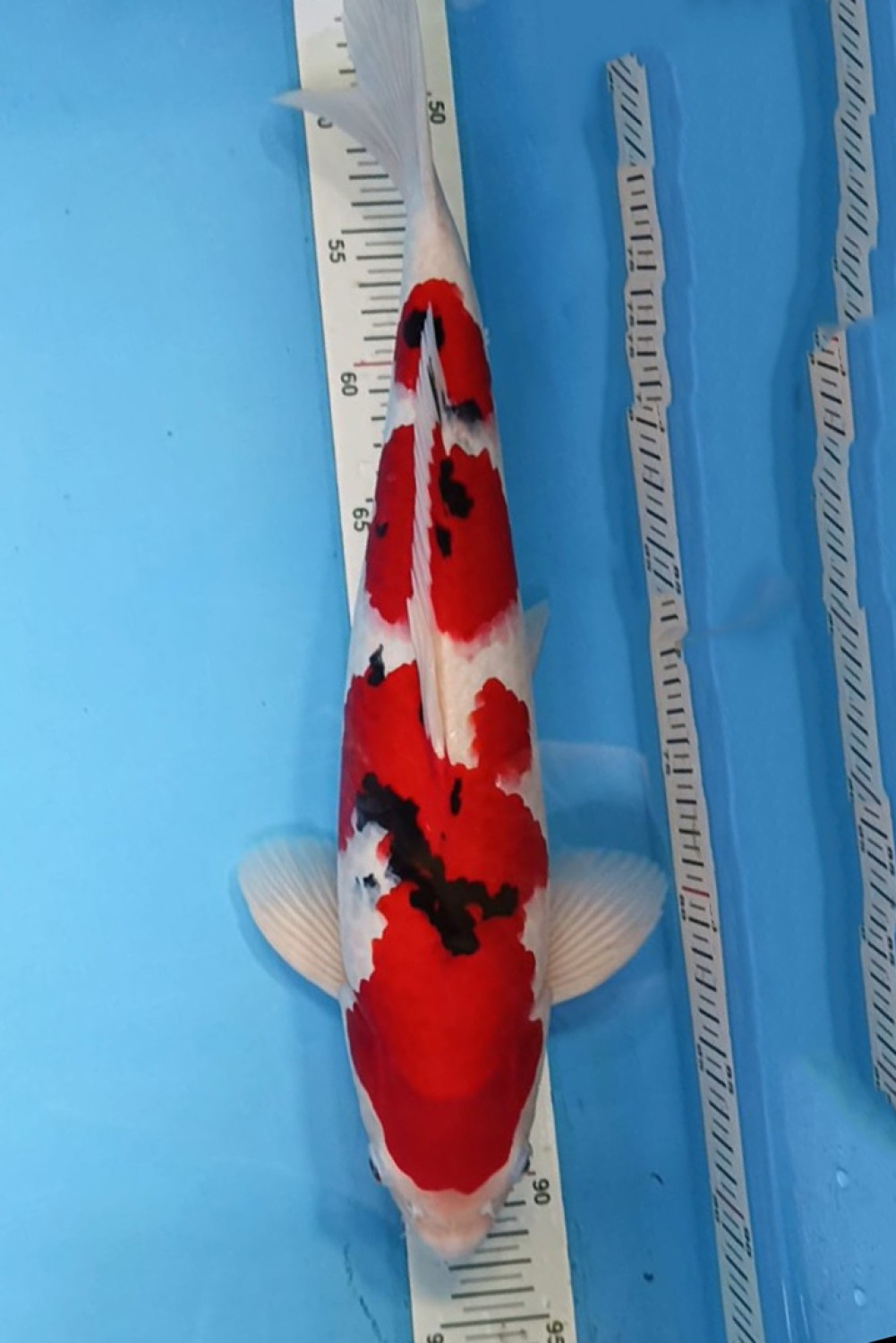 Juara 1