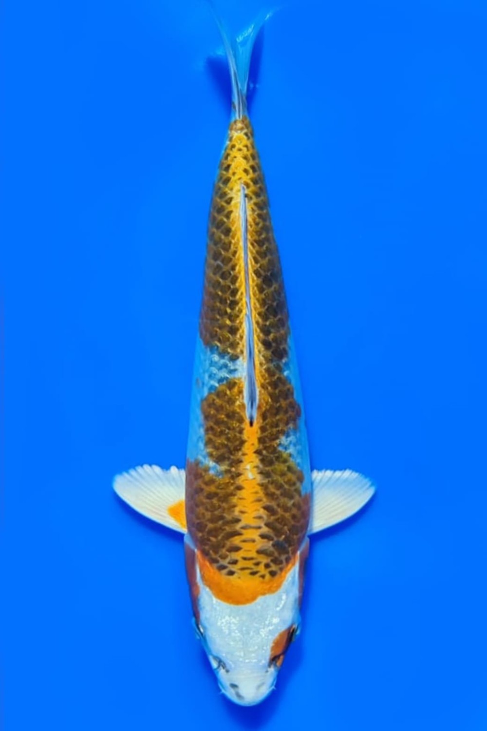 Juara 2