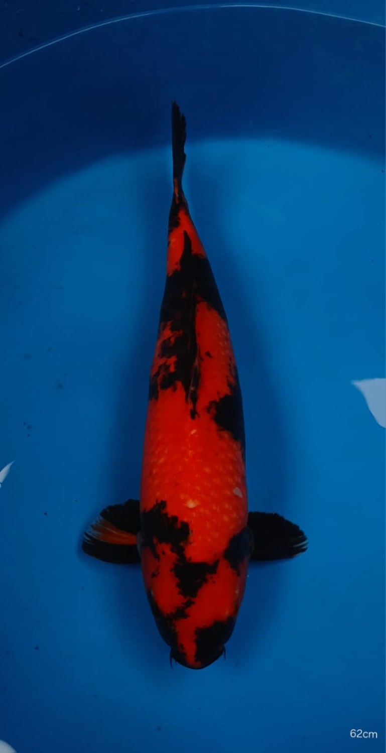 Juara 1