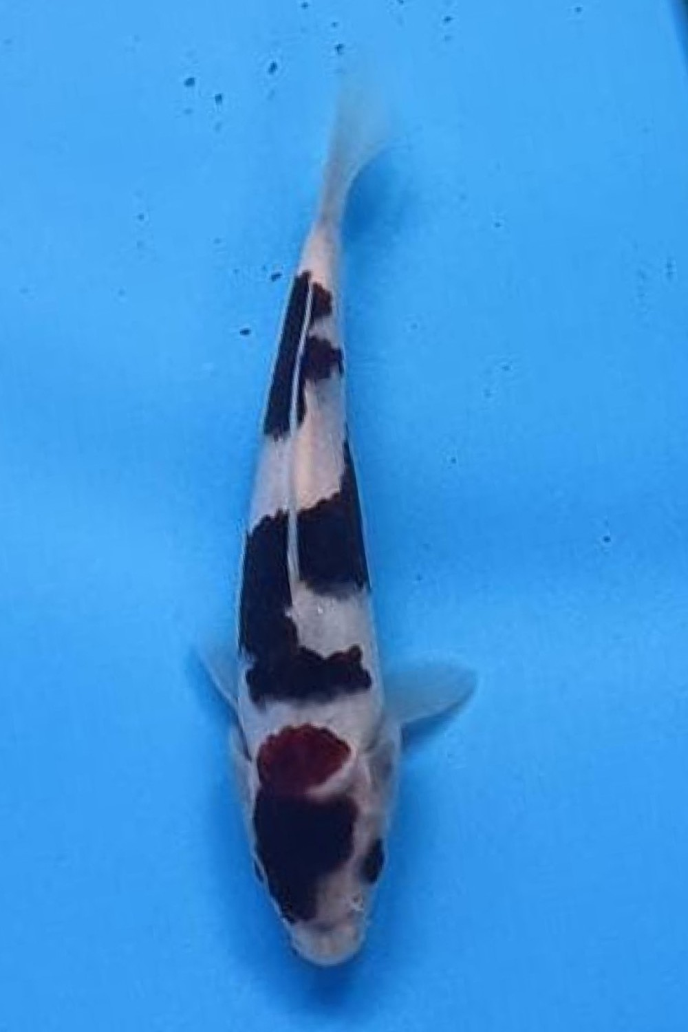 Juara 1