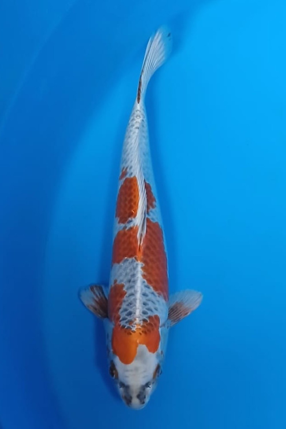 Juara 1