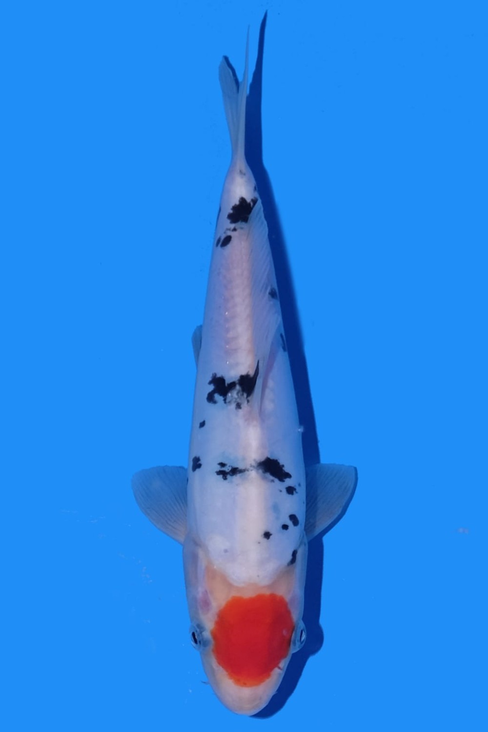 Juara 2
