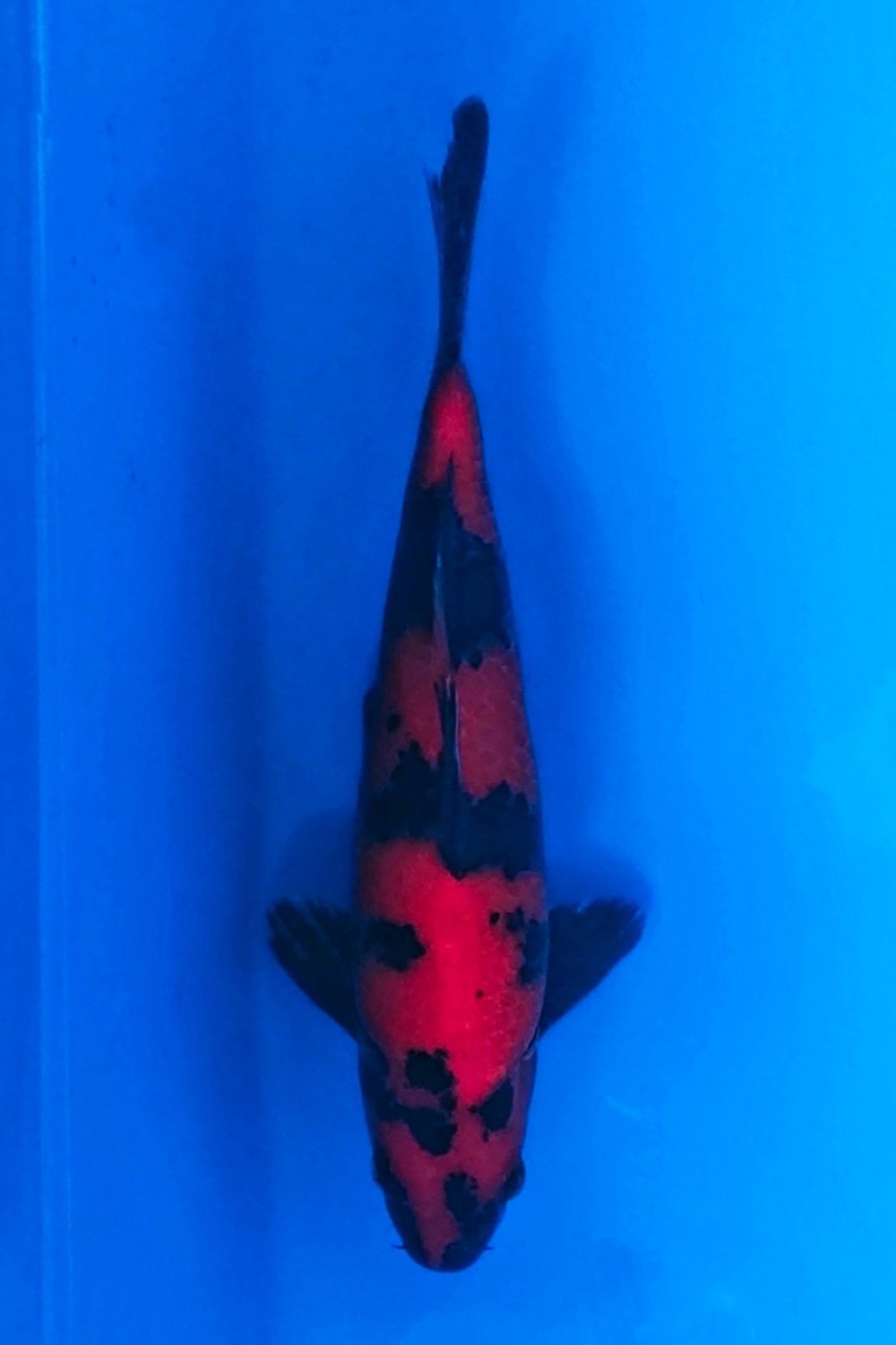 Best In Size D 26-30 Cm