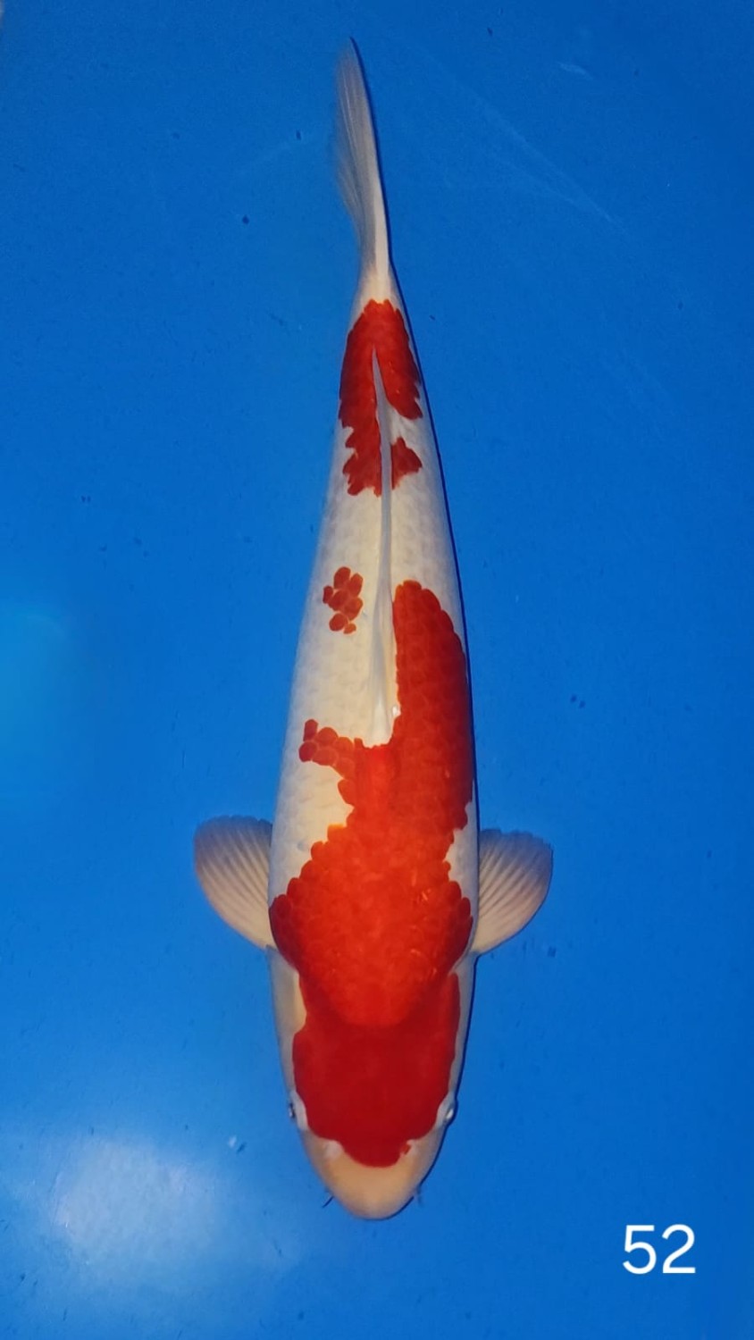 Juara 2