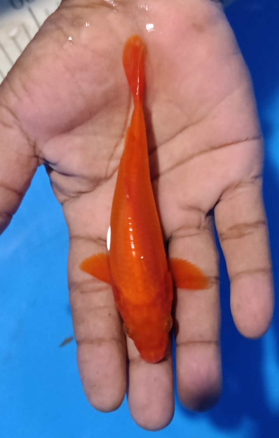 Juara 1