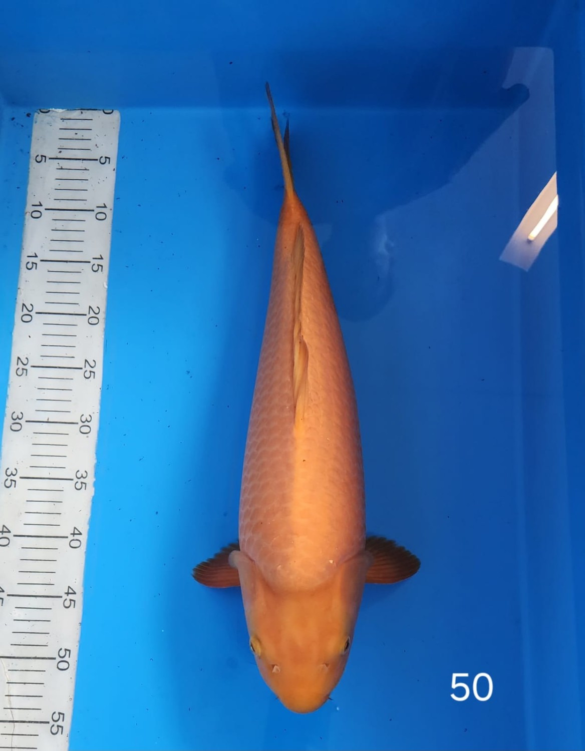 Best In Size E 46-50 Cm