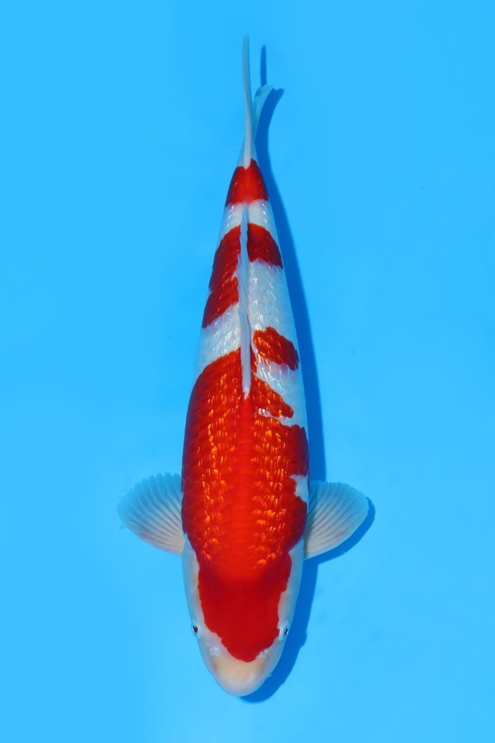 Juara 1