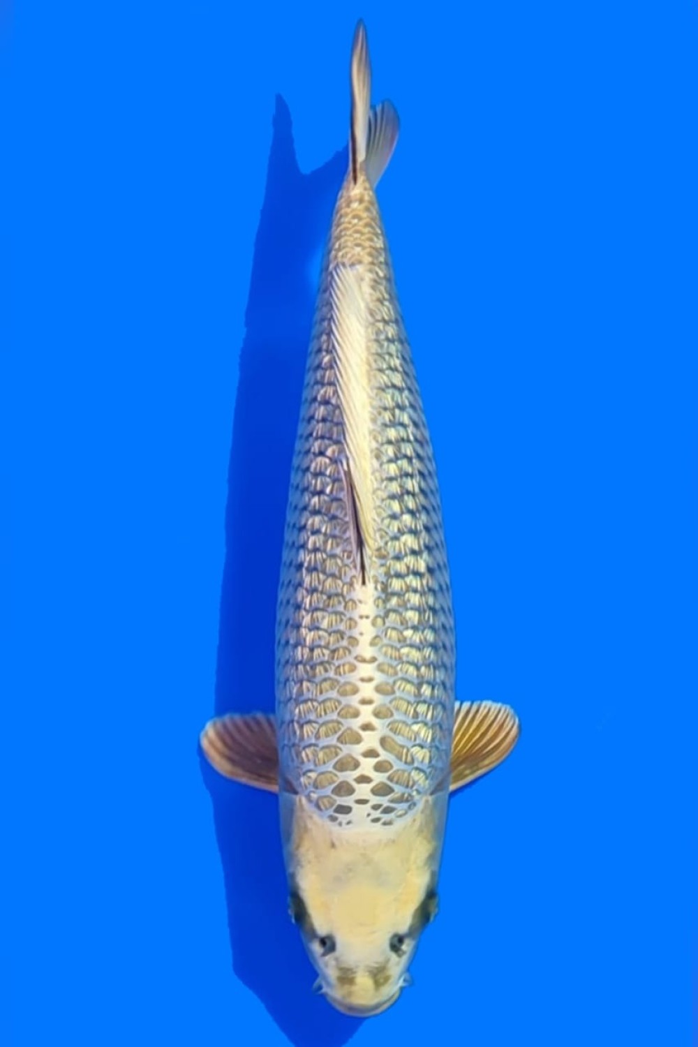 Juara 1