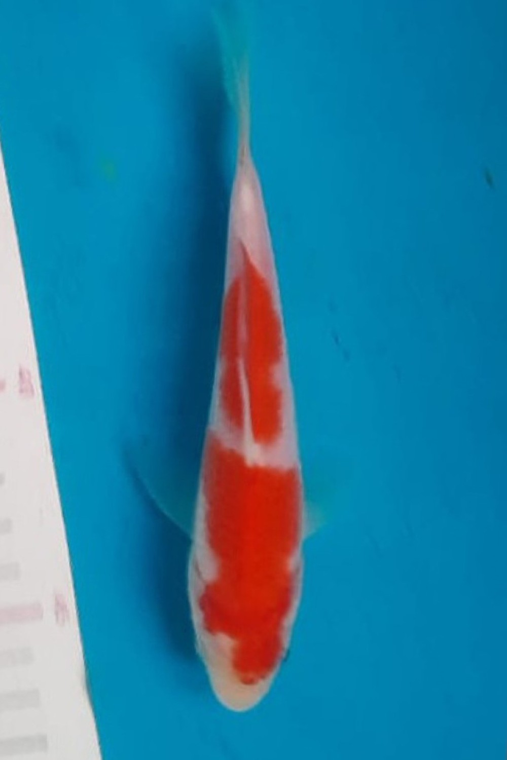 Juara 2