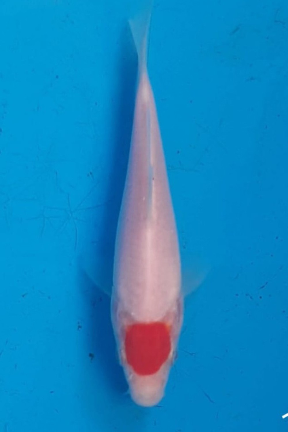 Juara 4