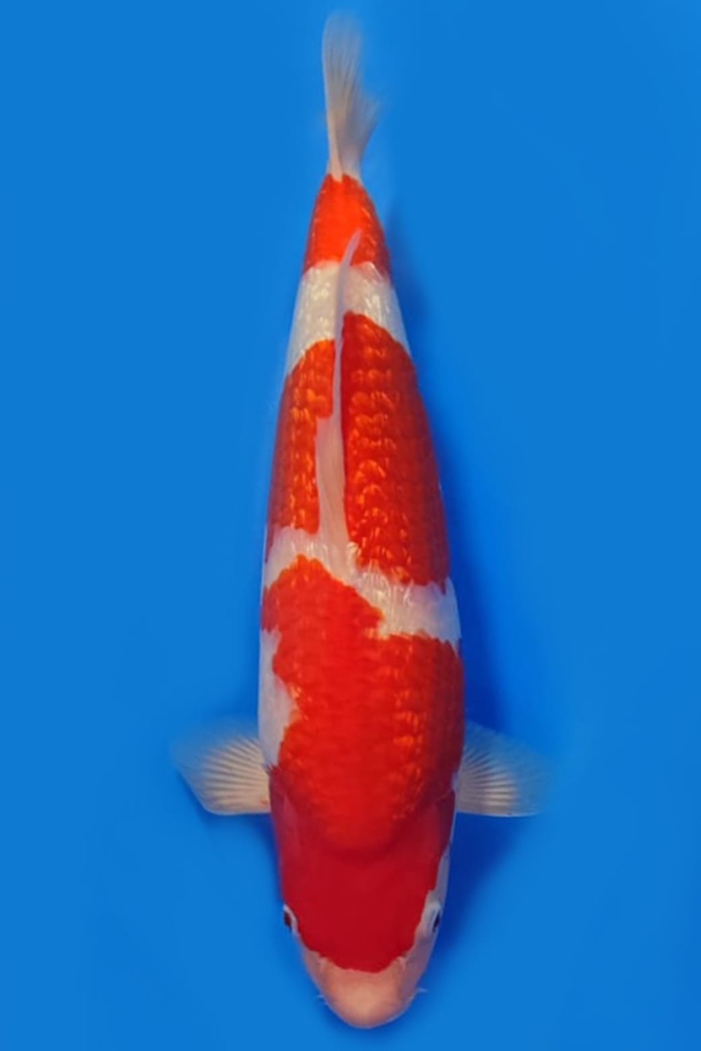 Juara 3