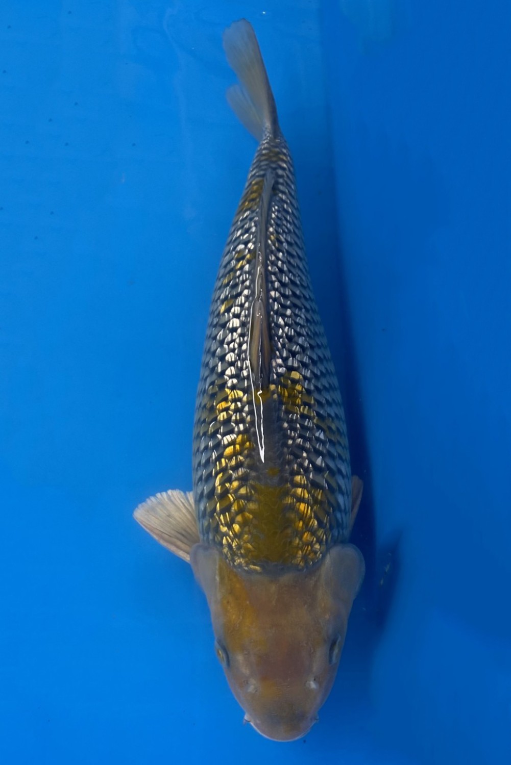 Juara 2