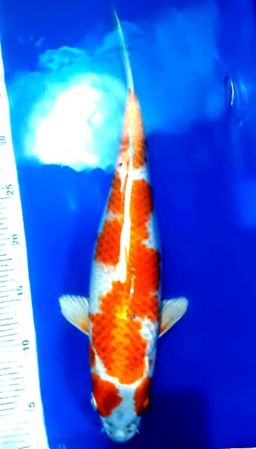 Juara 1