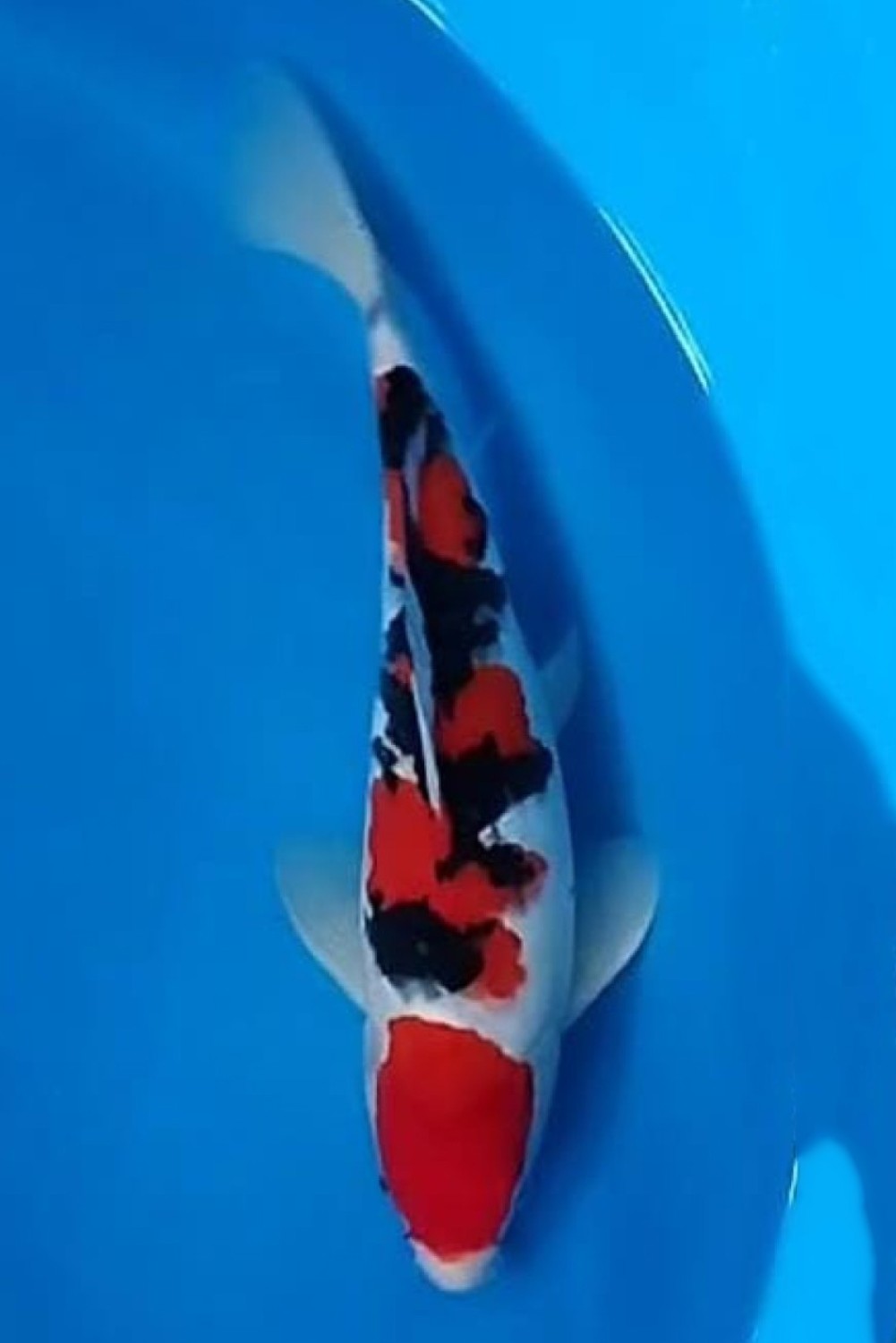 Juara 1