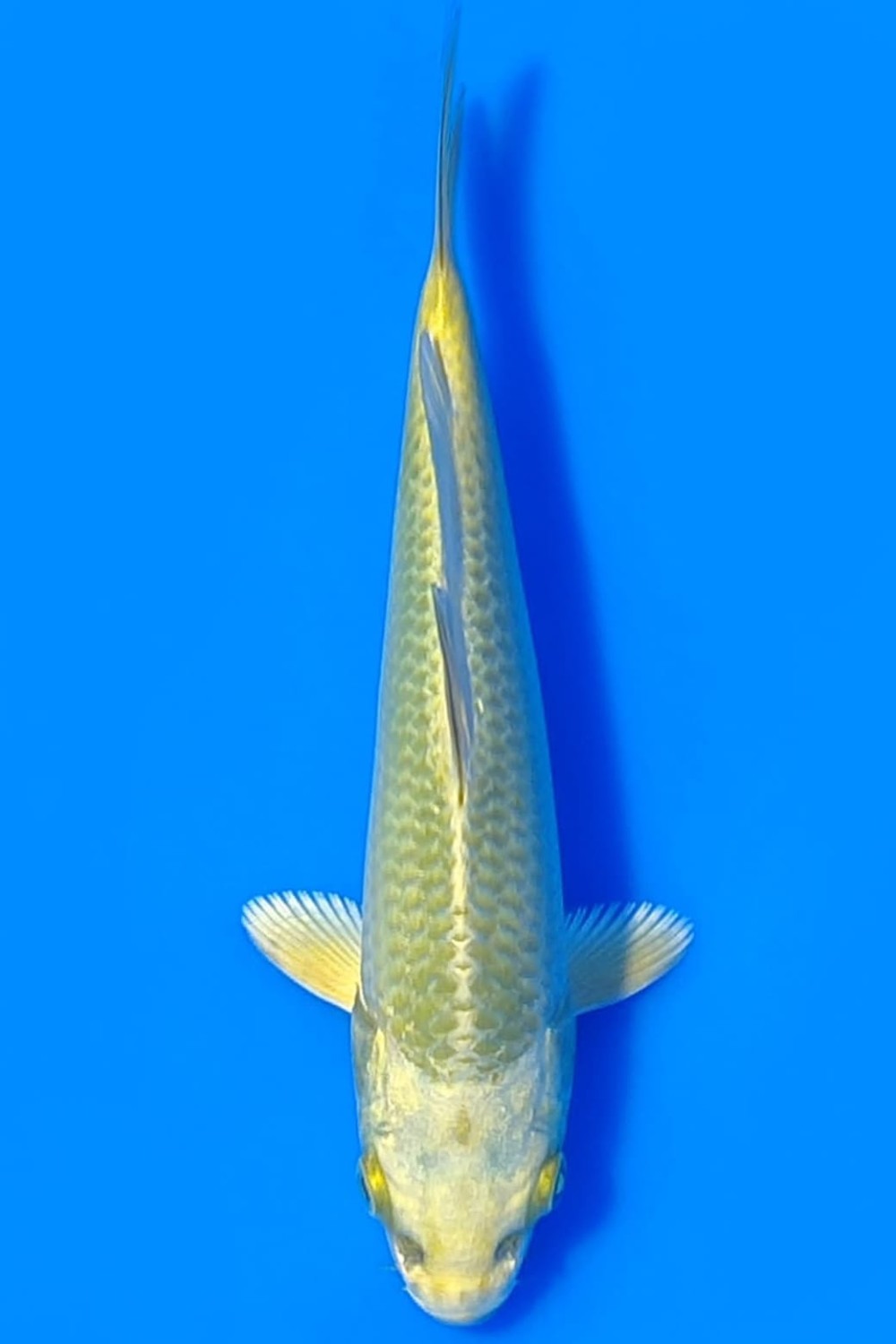 Juara 1