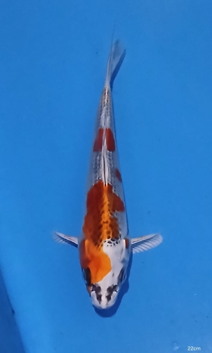 Juara 4