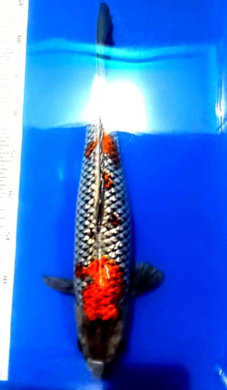 Juara 1