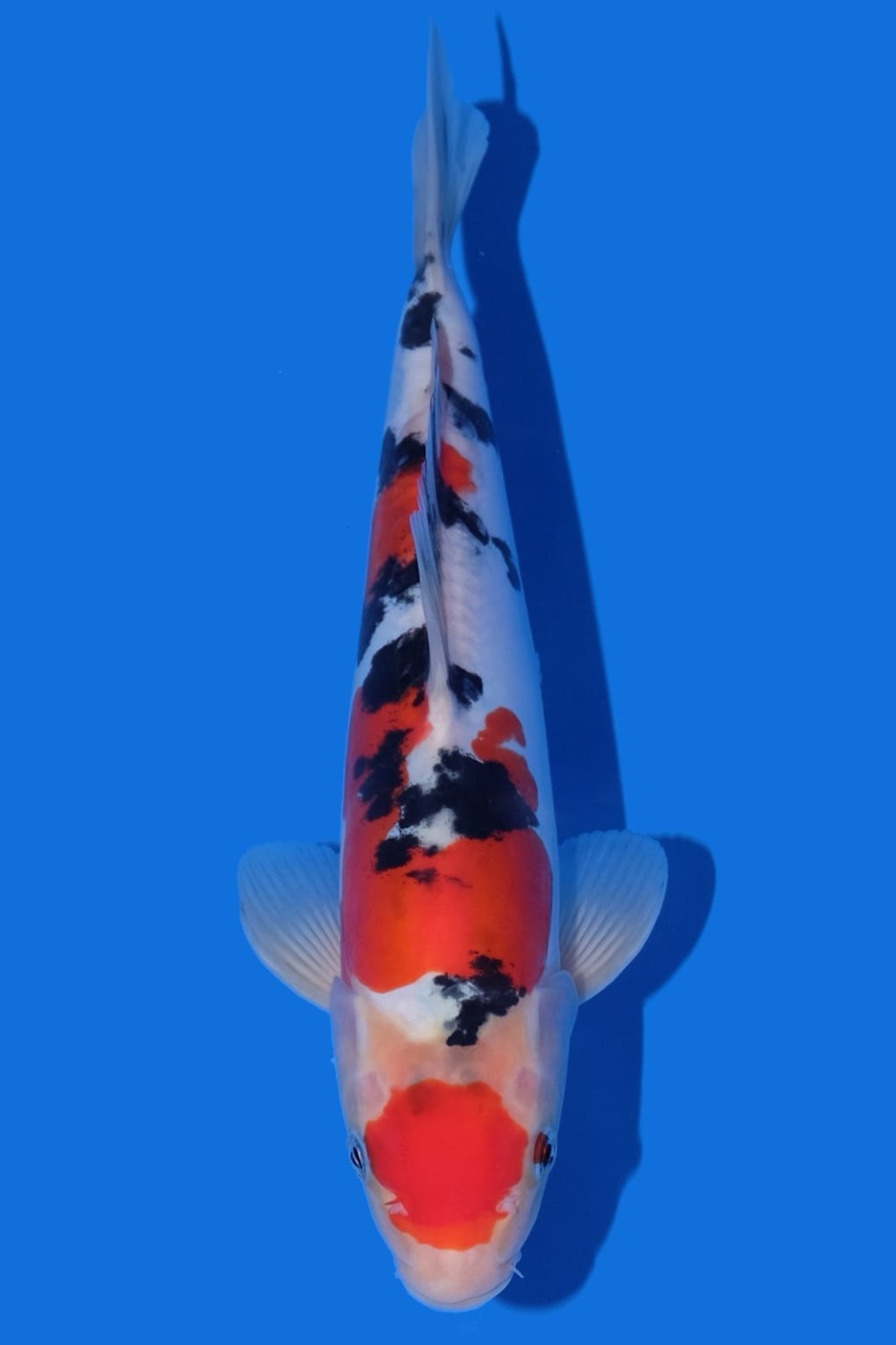 Juara 1