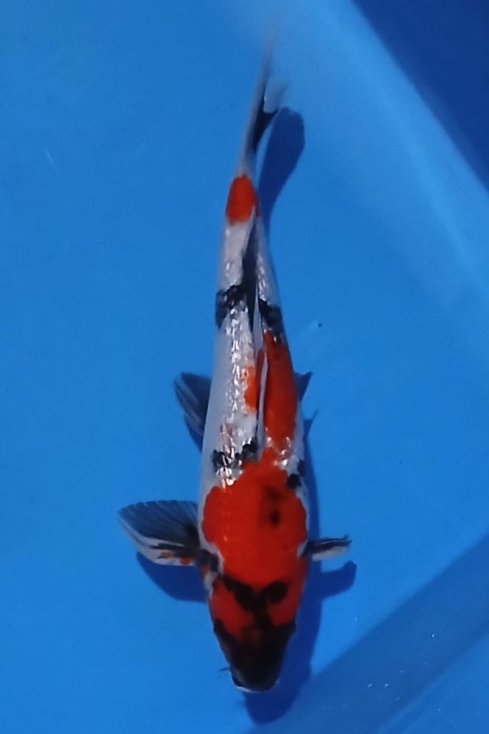 Juara 1