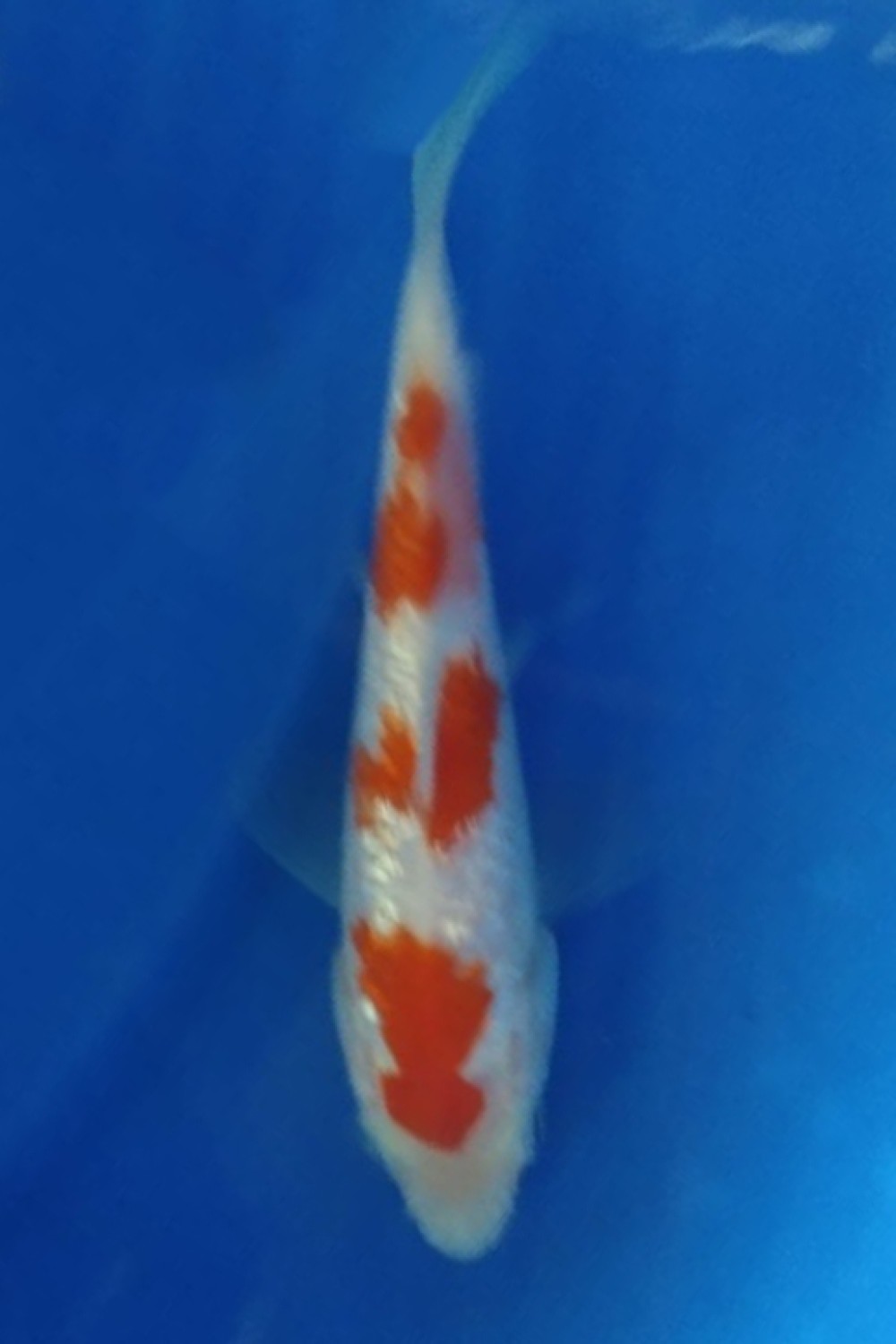 Juara 1