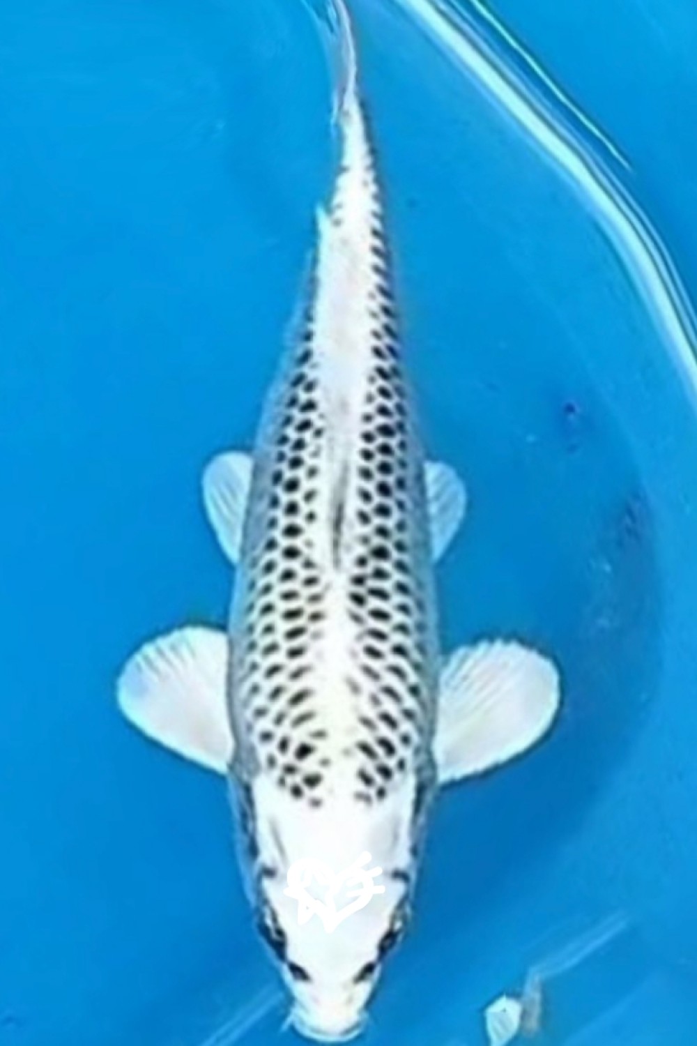 Juara 2