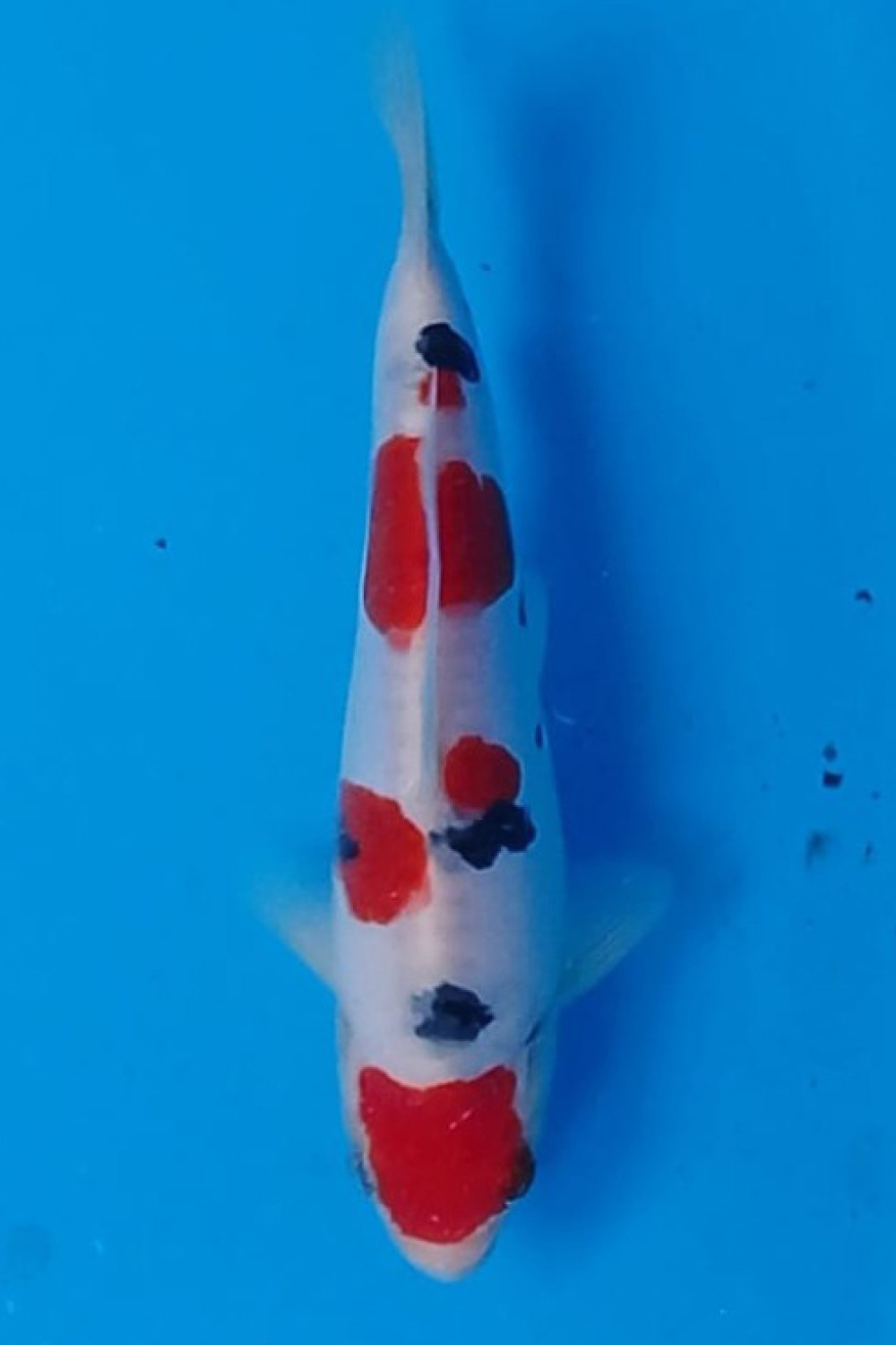 Juara 4
