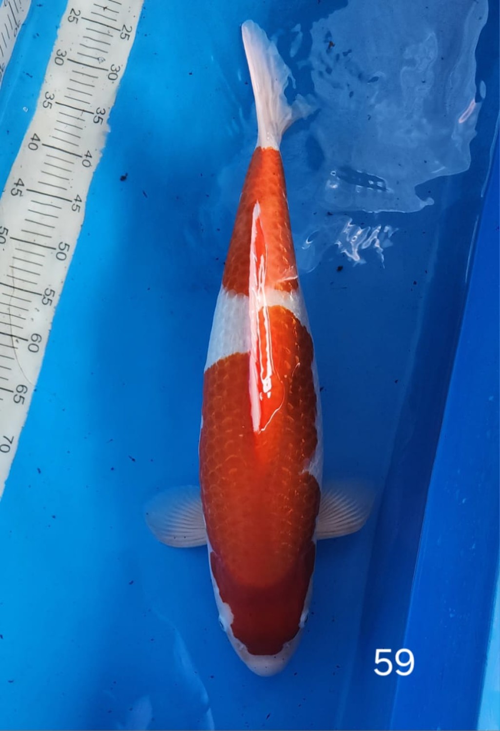 Best In Size B 56-60 Cm