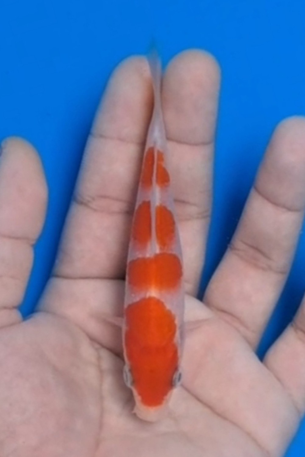 Best In Size A Up 12 cm