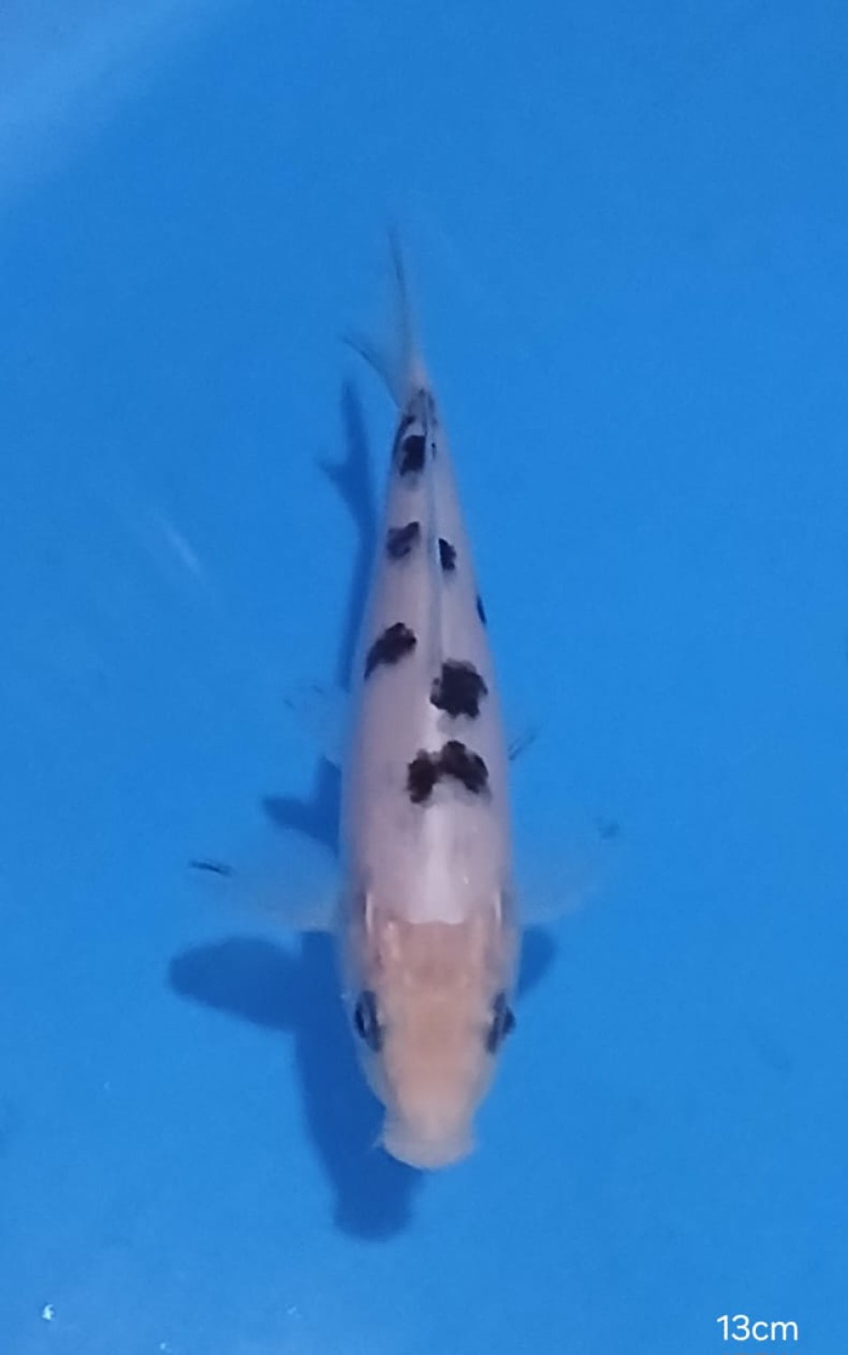 Best In Size D 13-15 Cm