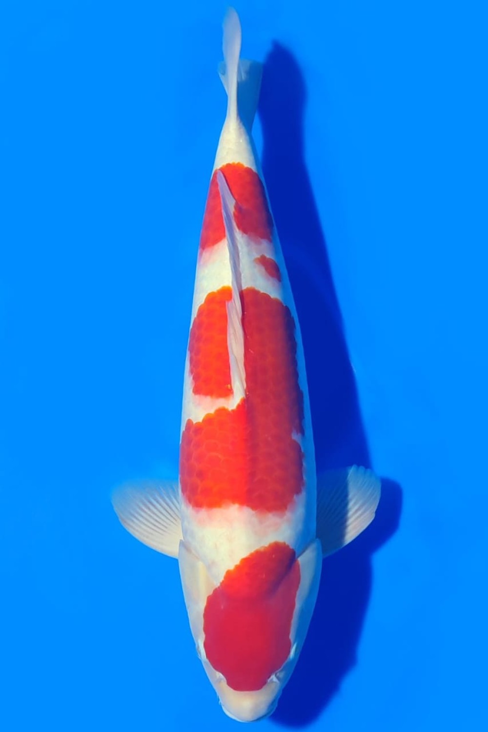 Best In Size A 51-55 Cm