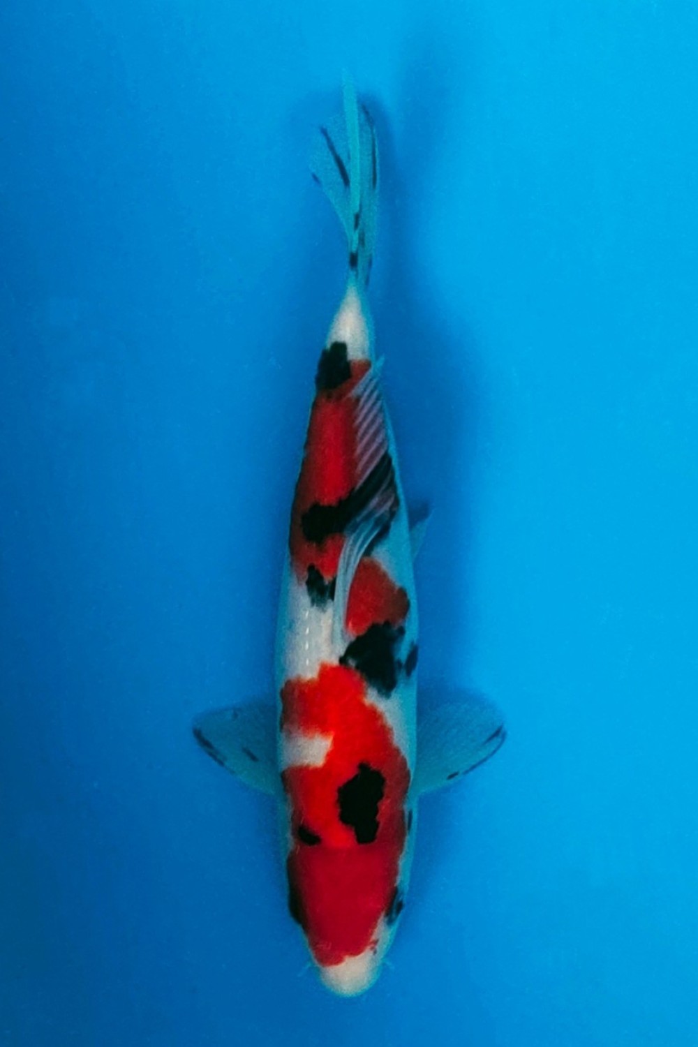 Juara 2