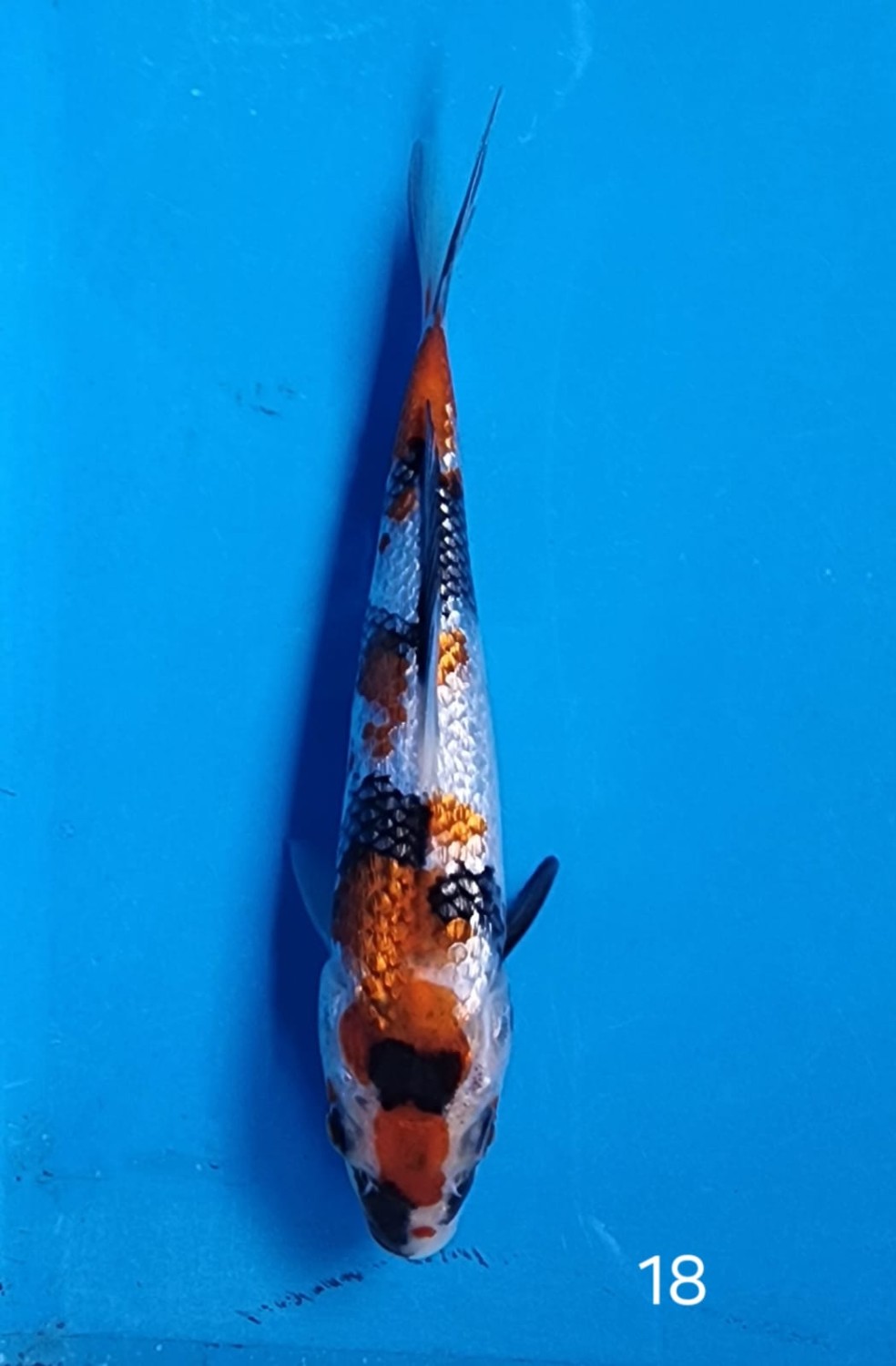 Juara 1