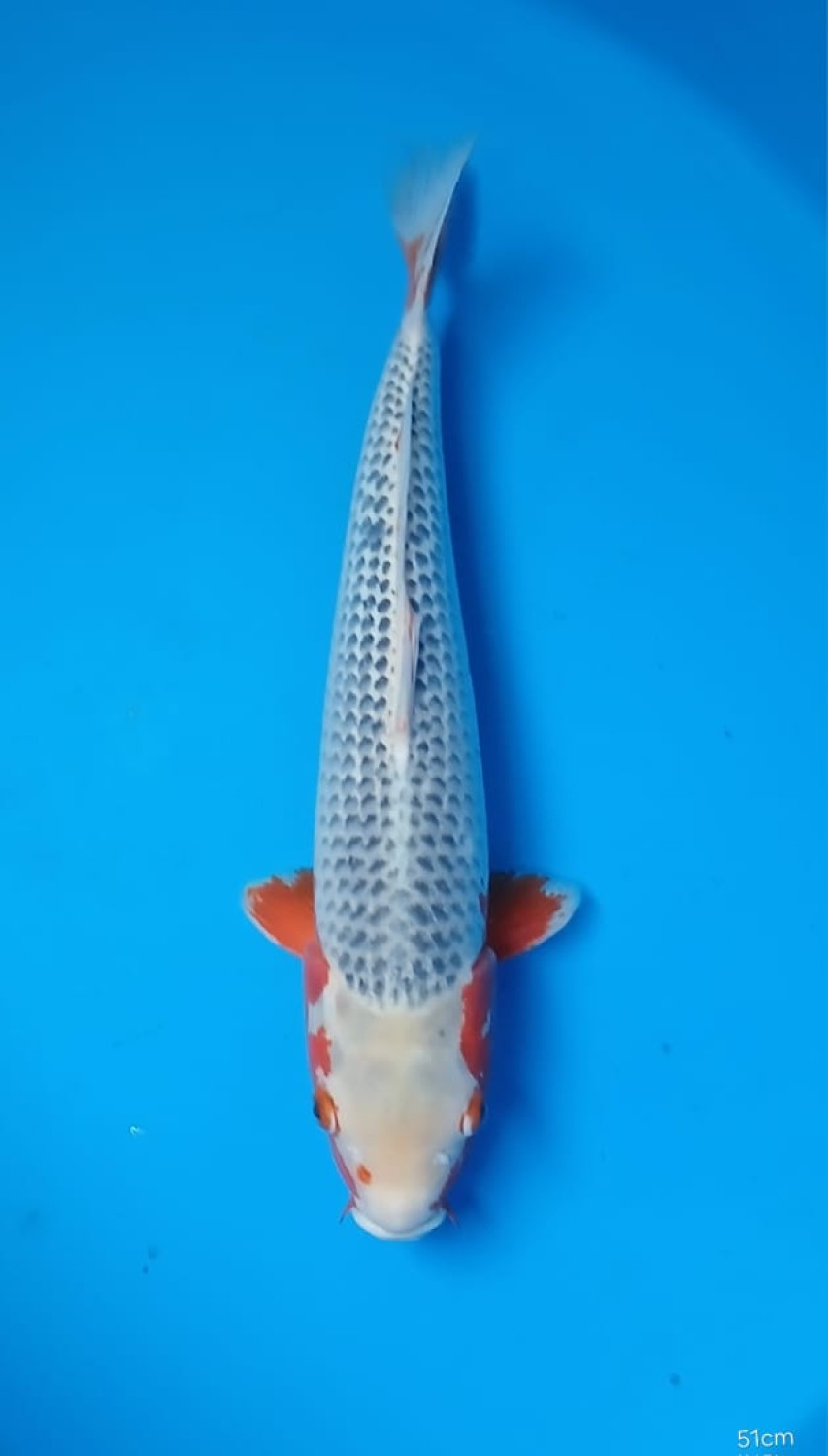 Juara 1