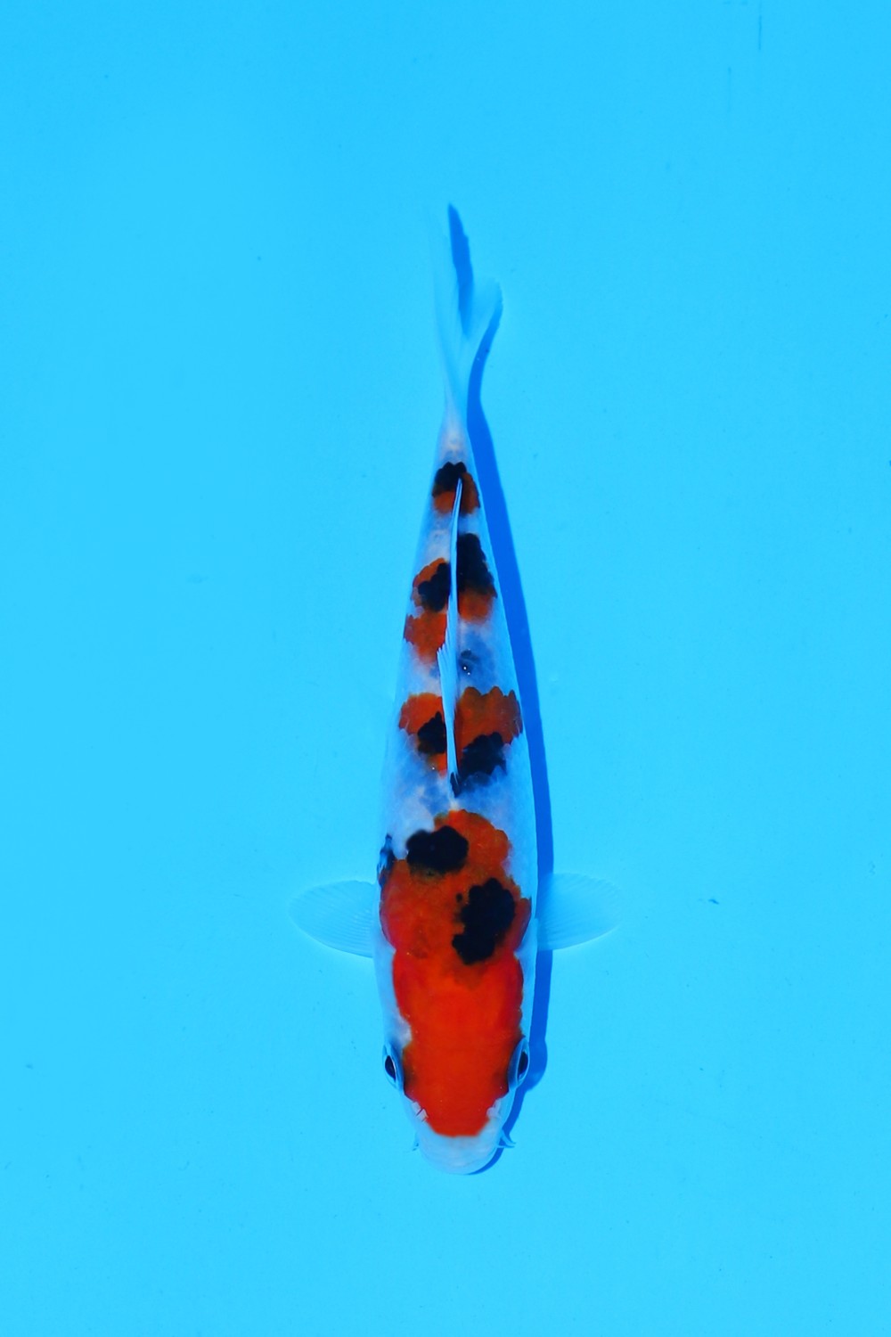 Juara 3