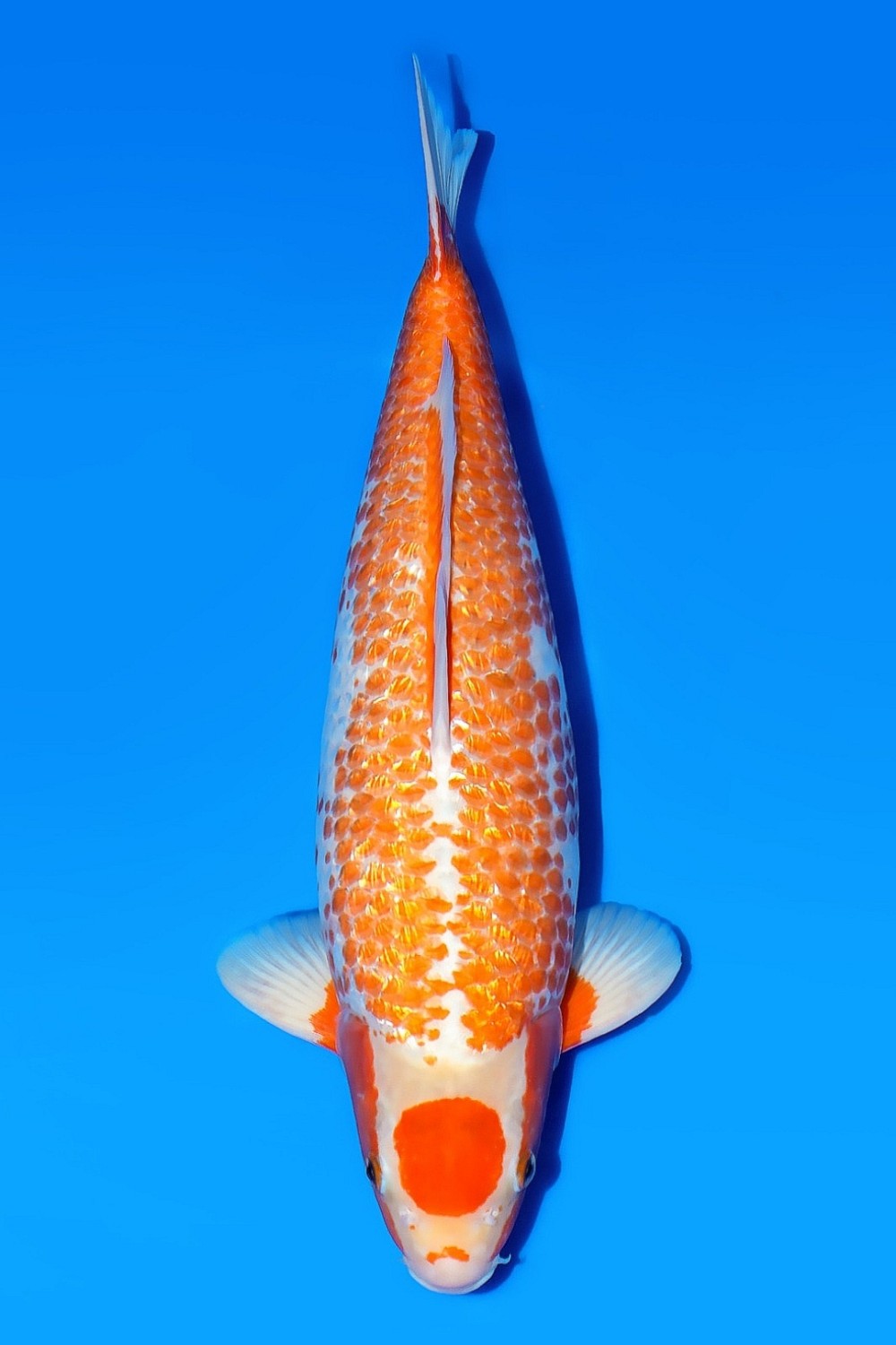 Juara 1